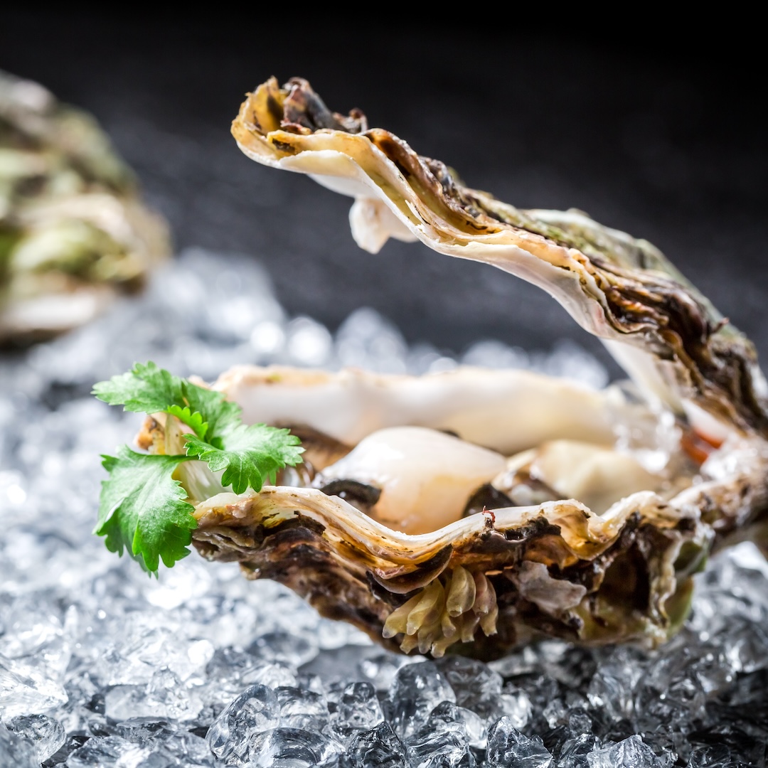 oyster festival