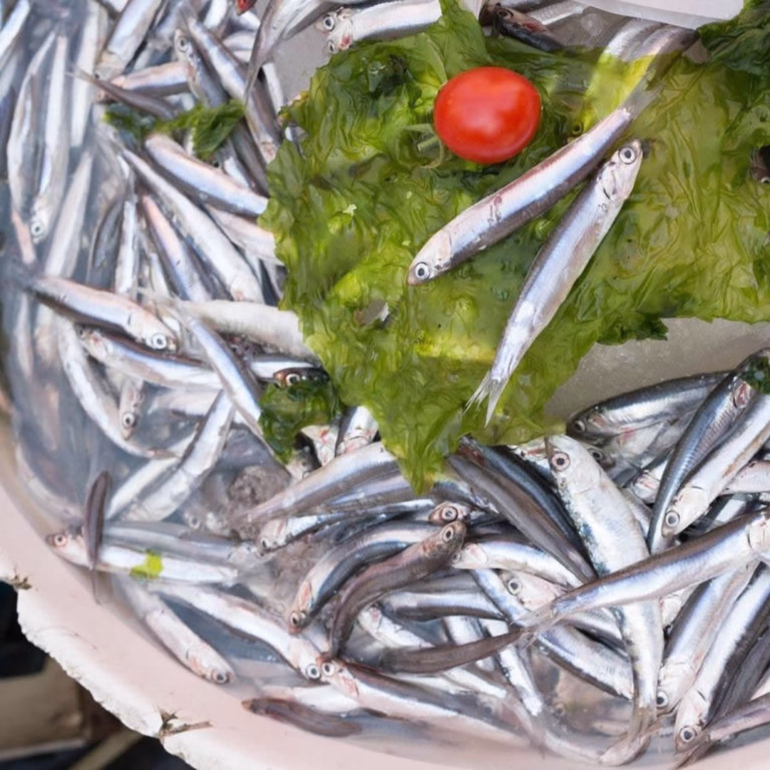 Anchovies